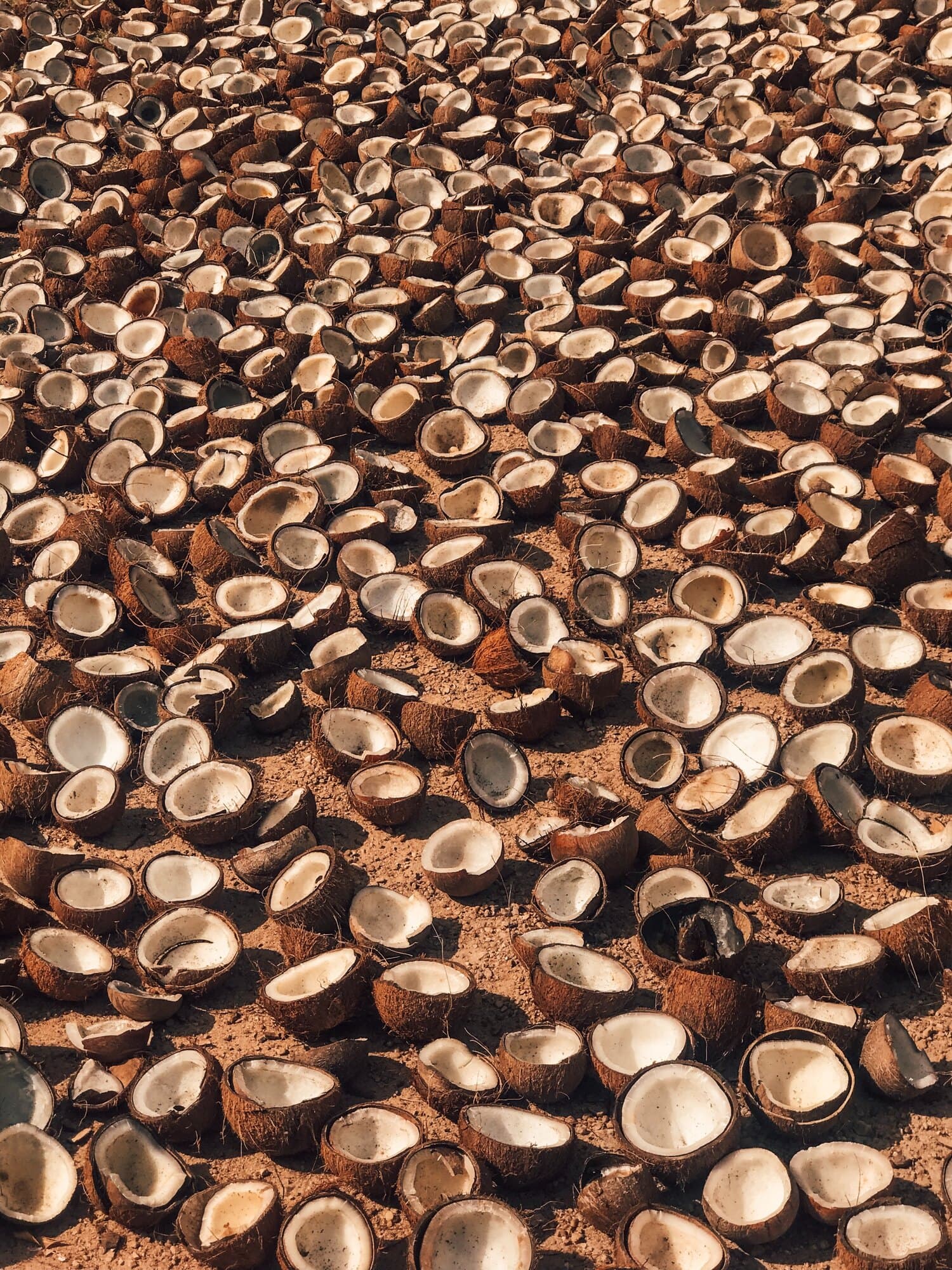 Bols en noix de coco